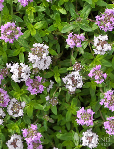 Creeping Thyme Ground Cover Seed Mat - 75741