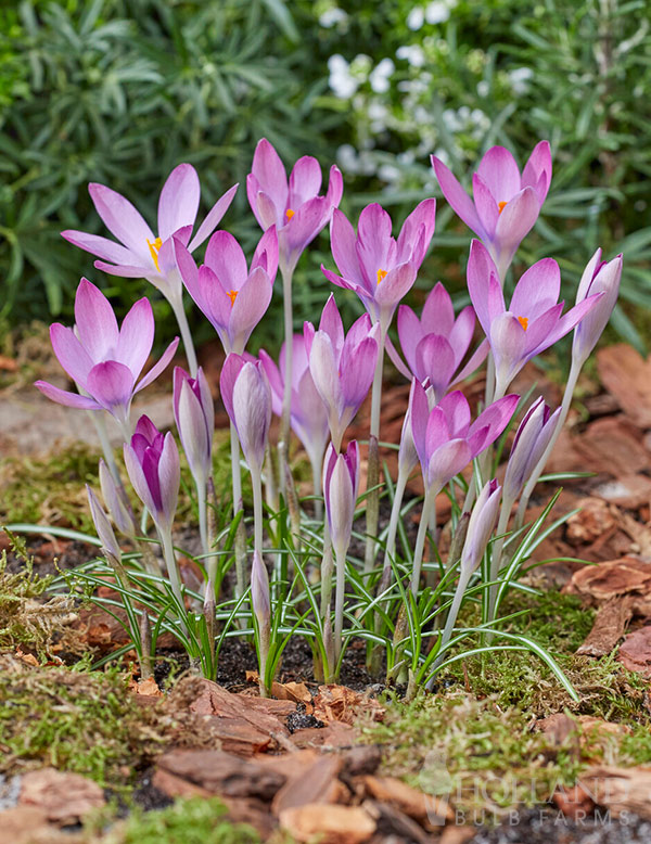 Crocus Roseus