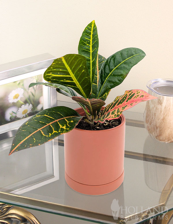 Croton Petra Houseplant | Holland Bulb Farms | 95039