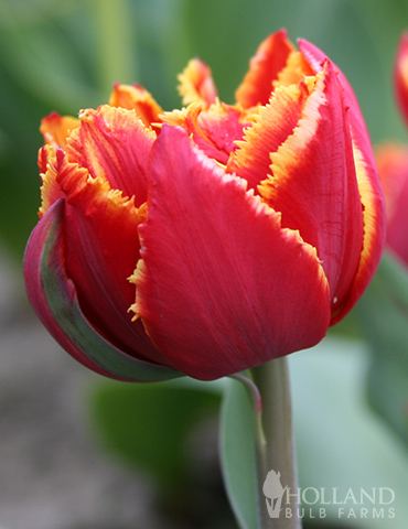 Crystal Beauty Fringed Double Late Tulip - 88207