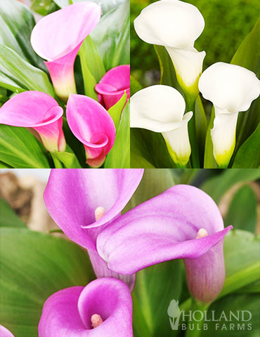 Crystal Clear Calla Lily Collection calla lily bulbs for sale, calla lily bulbs, purple calla lilies, pink calla lilies, white calla lilies, buy calla lilies online, summer flower bulbs, bulbs that flower in summer, bulbs for spring planting 