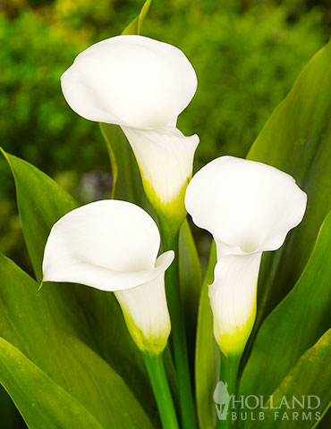 Crystal Clear Calla Lily white calla lily, buy calla lily bulbs, crystal clear calla lily, calla lily white flowers