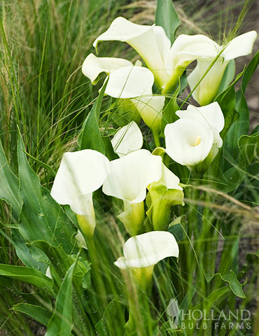 Crystal Clear Calla Lily - 73175