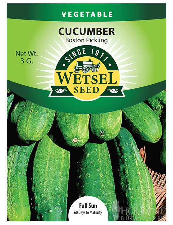 Cucumber Boston Pickling