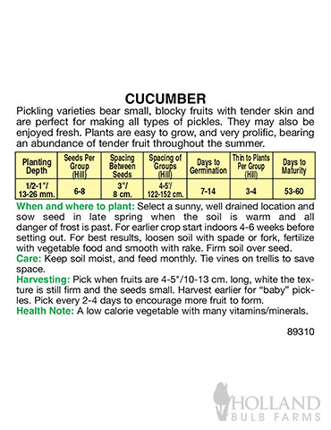 Cucumber Boston Pickling - 75530