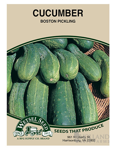 Cucumber Boston Pickling 