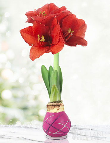 Cupids Arrow Picasso Waxed Amaryllis Pink Picasso Waxed Amaryllis, One of a Kind Gift, No Watering Needed, No Maintenance Flower Bulb