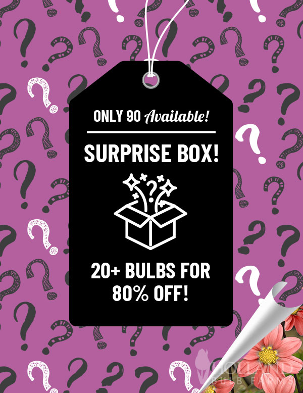 Dahlia Surprise Sample Box