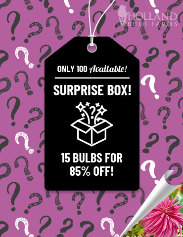Dahlia Surprise Sample Box dahlia tubers for sale, best deal on dahlias, where to buy dahlias online, buy dahlias online, late season dahlia planting, dahlias online