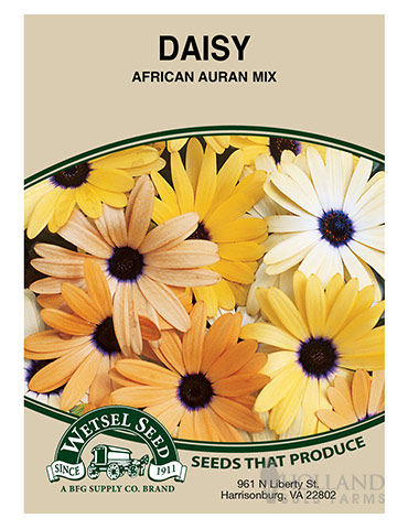 Daisy African Auran Mix 