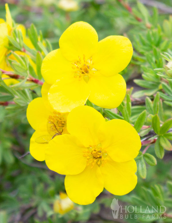 Dakota Sunspot® Potentilla Pre-Potted Shrub