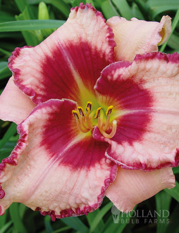 Dare to Love Daylily - 86109