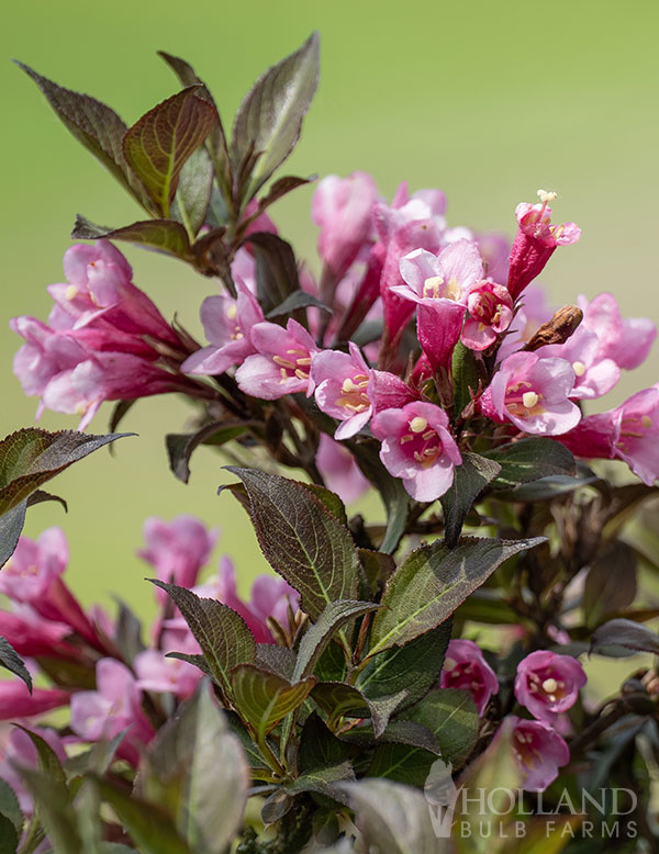 Dark Horse Weigela Pre-Potted Shrub