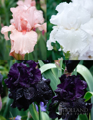 Darkness into Light Iris Collection 
