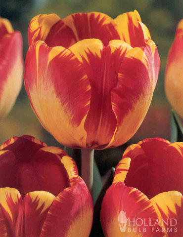 Darwin Hybrid Tulip Collection - 88296