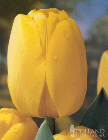 Darwin Hybrid Tulip Collection - 88296