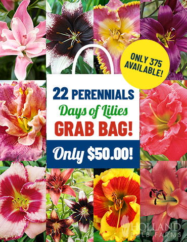 Days of Lilies Grab Bag oriental lily bulbs for sale, asiatic lily grab bag, daylily roots for sale, perennials for sale, bare root perennials for sale 