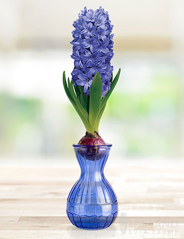 Delft Blue Hyacinth Forcing Kit 