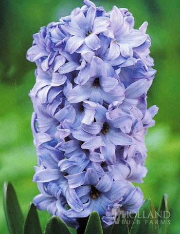 Delft Blue Hyacinth Jumbo Pack 
