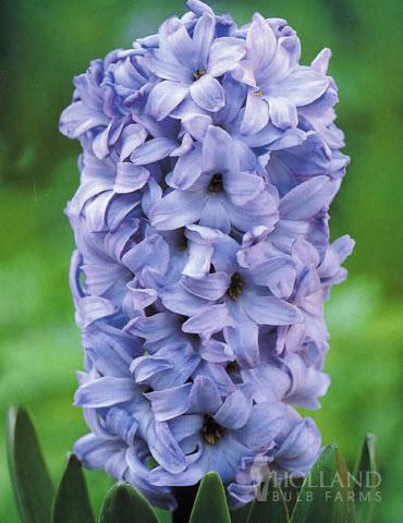 Delft Blue Hyacinth - 84124