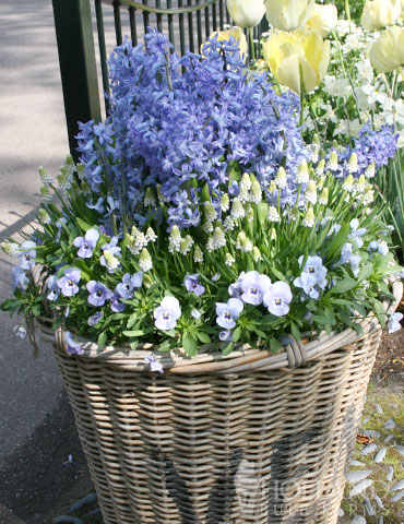 Delft Blue Hyacinth - 84124