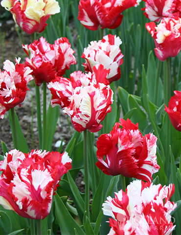 blanc et rouge fleurs Estella rijnveld Parrot Tulip x 30 ampoules