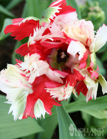 blanc et rouge fleurs Estella rijnveld Parrot Tulip x 30 ampoules