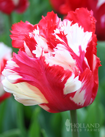 PRESALE Sent from 6-Sep Tulip Bulbs Estella Rijnveld Parrot Large Spring Flower