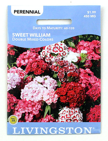 Dianthus (Sweet William) 
