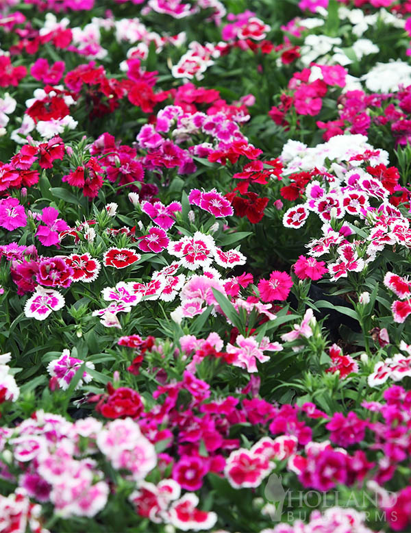 Dianthus Telstar Mix Pre-Potted Trio