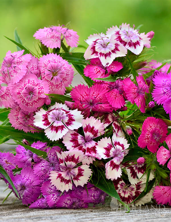 Dianthus Telstar Mix