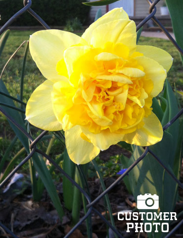 Dick Wilden Daffodil - 82149