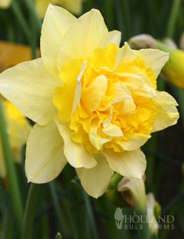 Dick Wilden Daffodil 