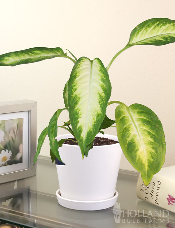 Dieffenbachia Camille Houseplant