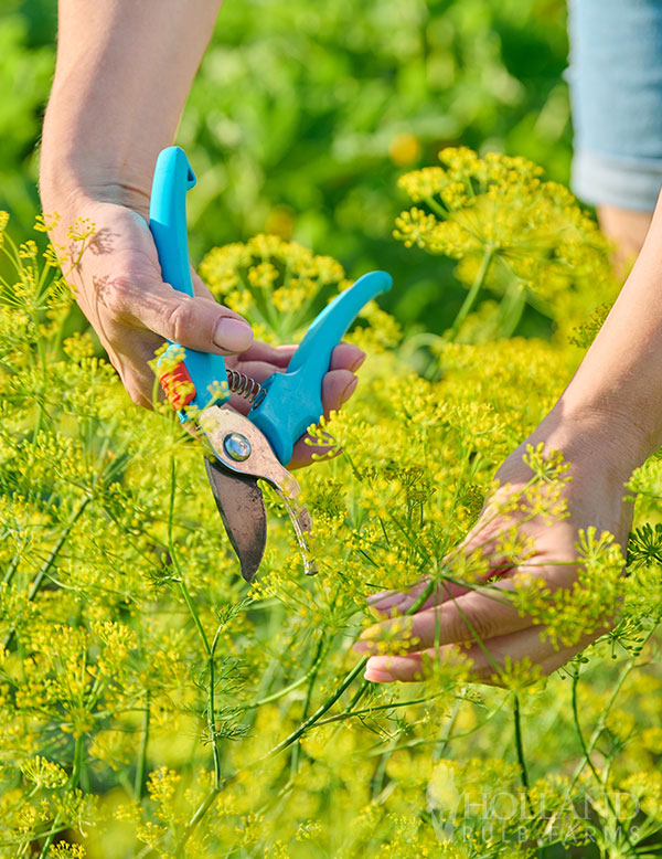 Dill Fernleaf Plant Start Trio