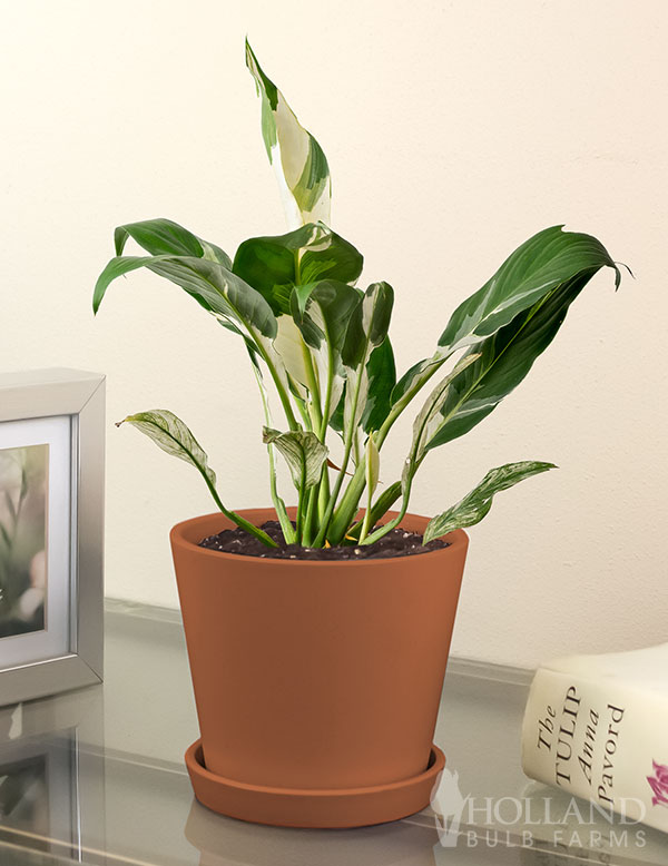 Domino Peace Lily Houseplant