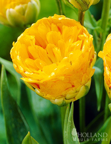 Double Beauty of Apeldoorn Darwin Hybrid Tulip - 88408