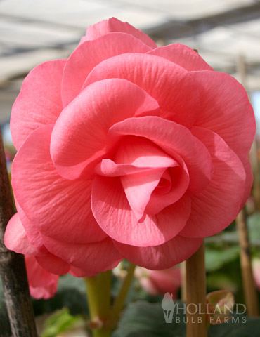  Double Begonia Collection - 71124