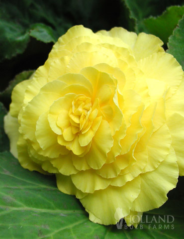  Double Begonia Collection - 71124