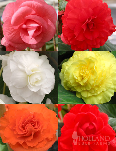  Double Begonia Collection