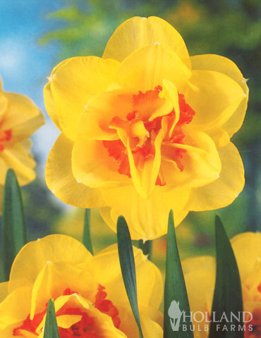 Double Daffodil Collection - 82166