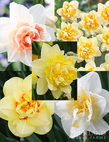 Double Daffodil Collection 