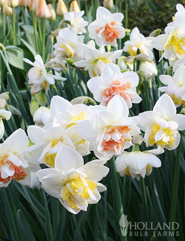 Daffodil Narcissus Mix 60 Days of Daffodils 50 Bulbs