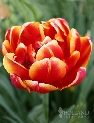 Double Focus Double Tulip 