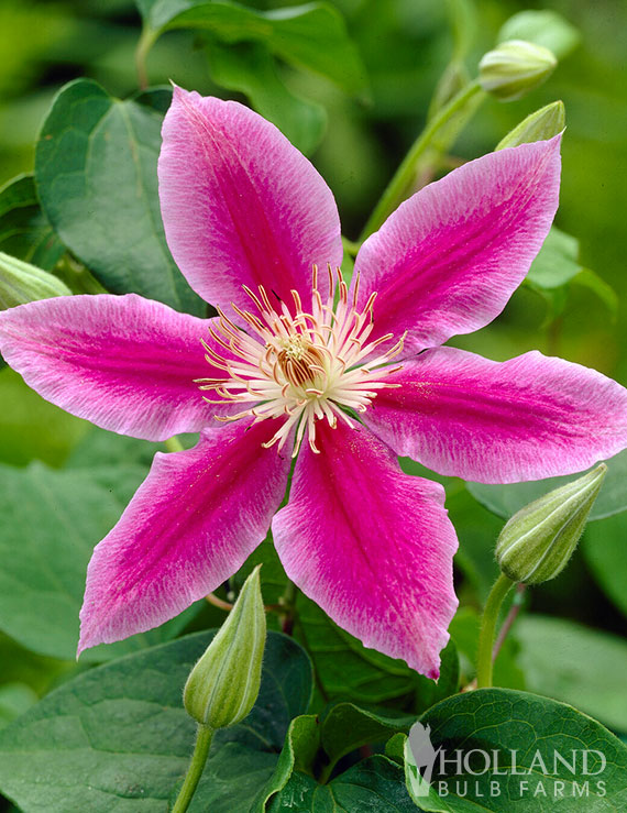 Dr. Ruppel Pre-Potted Clematis