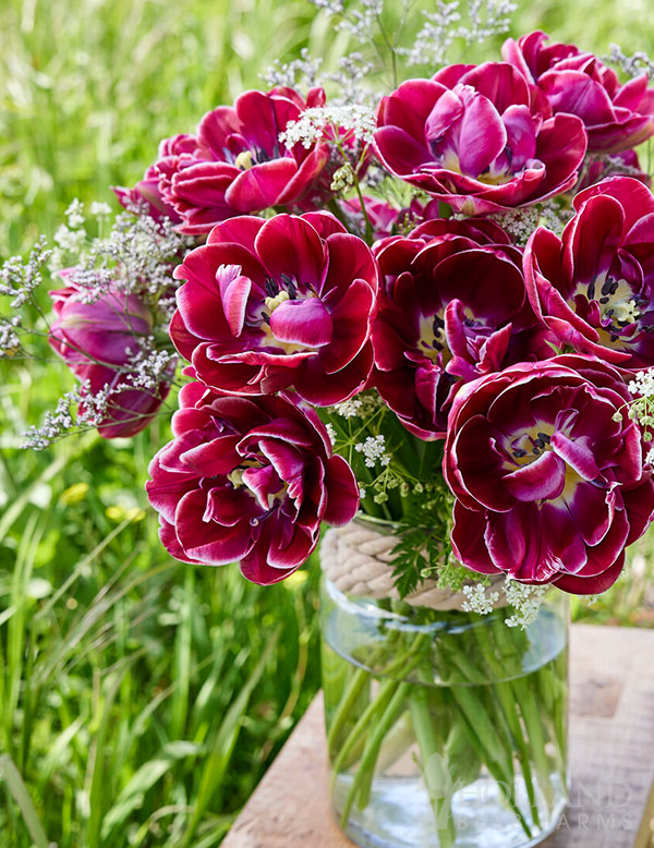 Dream Touch Double Tulip