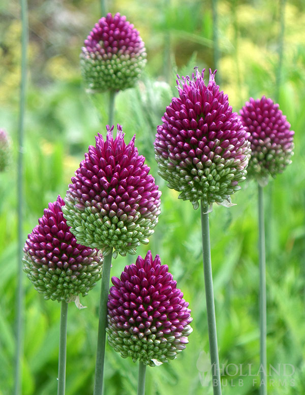Drumstick Allium Jumbo Pack