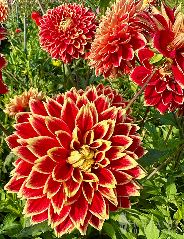 Holland Bulb Farms Dutch Carnival Dahlia - Thumbnail 3