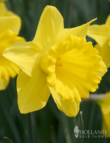 Dutch Master Daffodil Value Bag - 82164