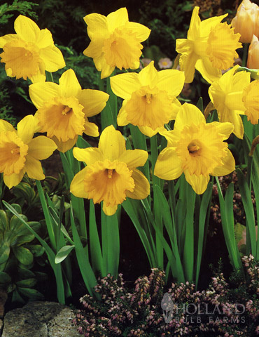  Dutch Master Daffodil 100 Bulbs - 12/14 cm Bulbs : Patio, Lawn  & Garden